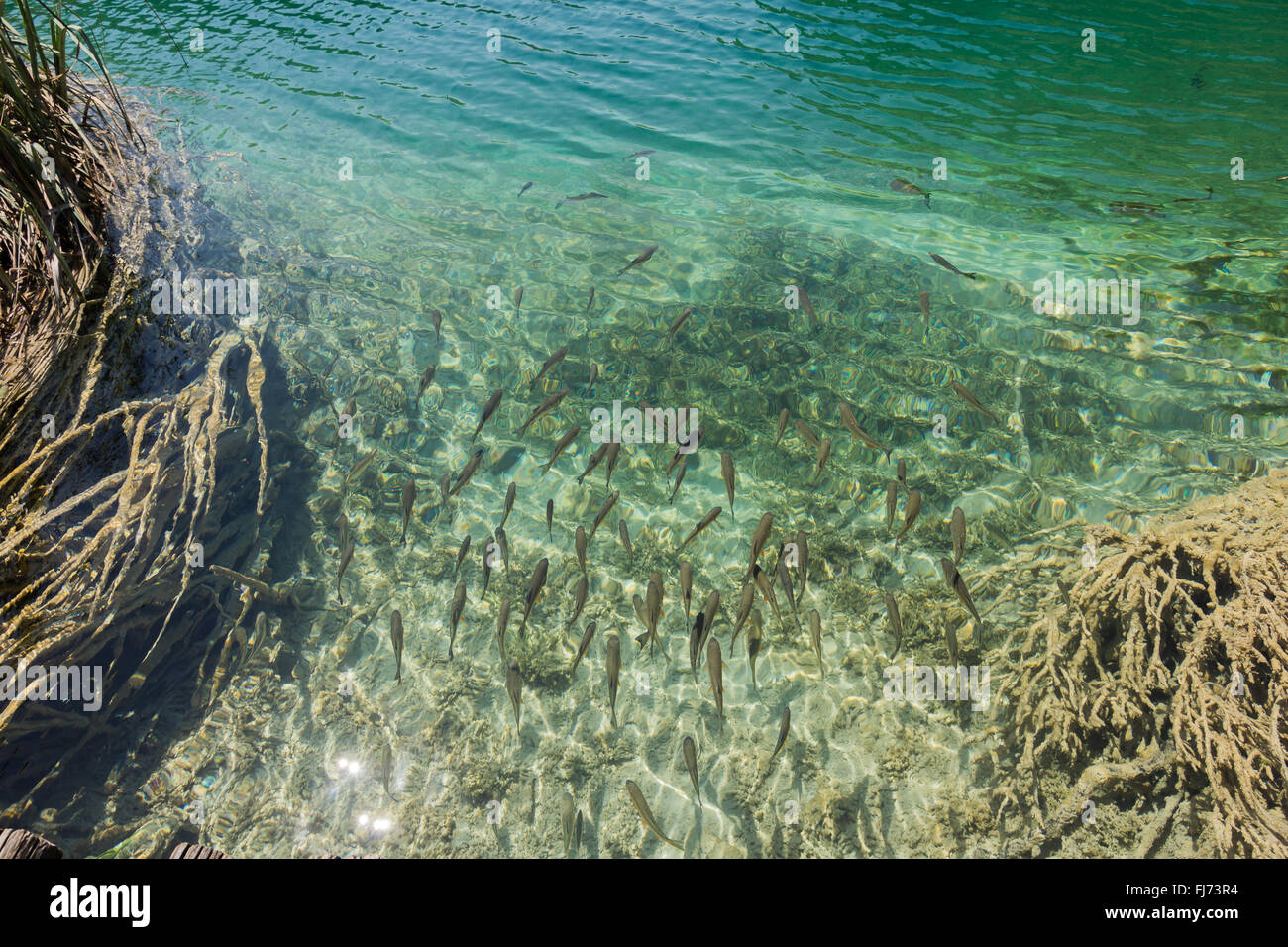 Pesci nel lago di Plitvice in Croazia Foto Stock