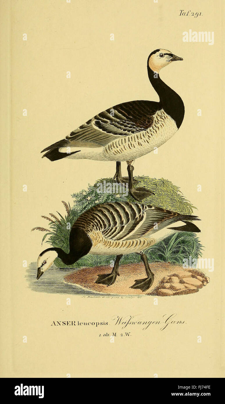 Birds, Germania, opere pittoriche Foto Stock