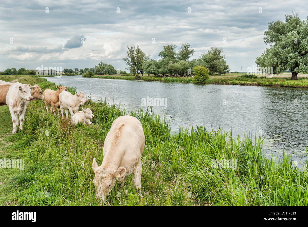 I bovini pascolano su un prato nelle Fens presso il fiume Great Ouse vicino Ely, conosciuto come la Fenland, Cambridgeshire, Inghilterra. Foto Stock