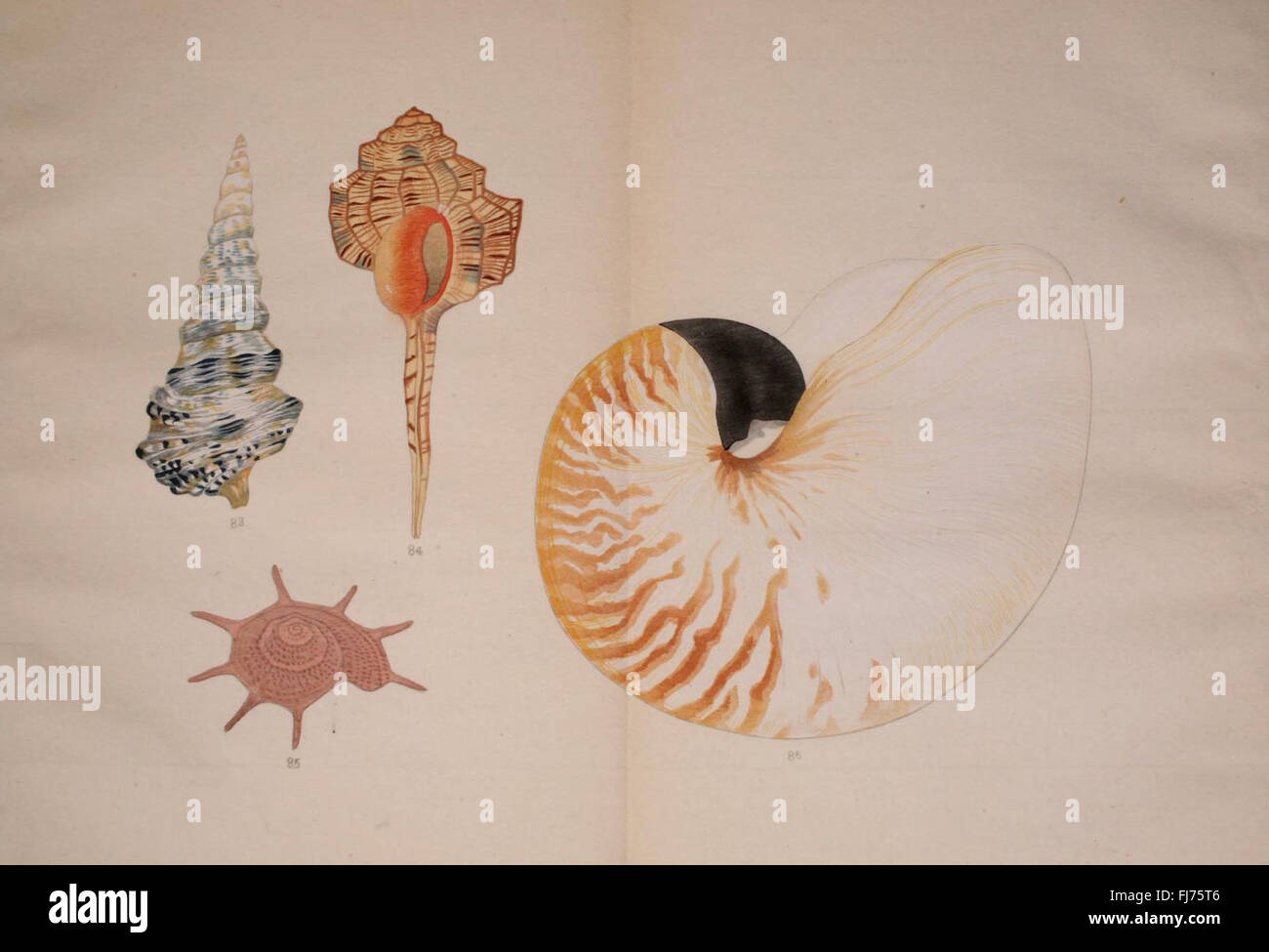 Kaisenshu, cataloghi e collezioni, Japan Mollusks (opere pittoriche) Foto Stock