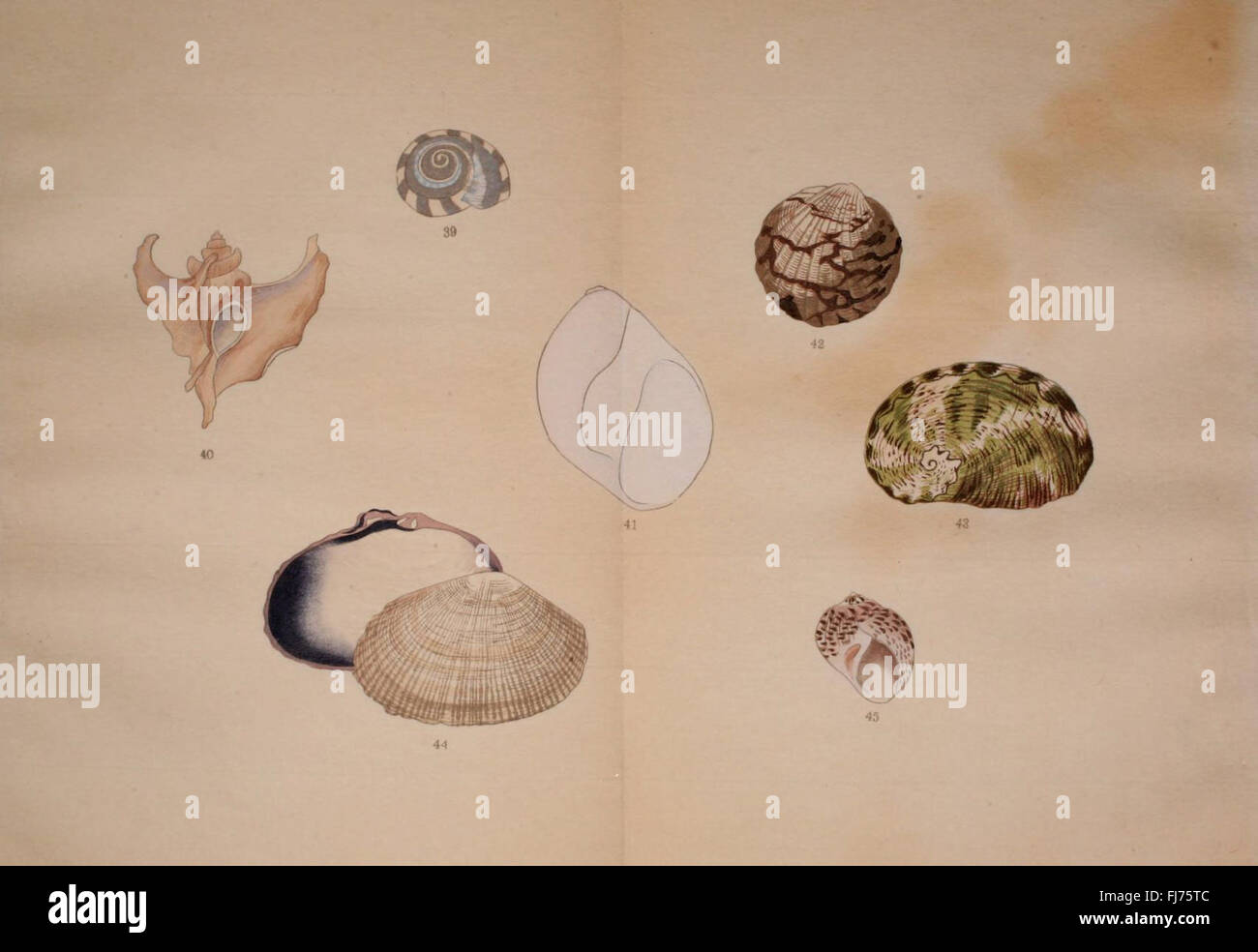 Cataloghi e collezioni, Giappone, Molluschi, opere pittoriche, conchiglie Foto Stock