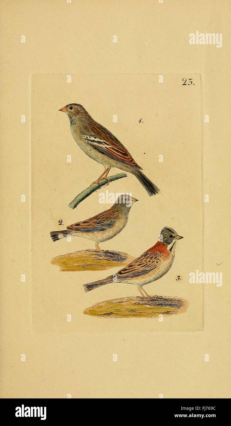 Uccelli, opere pittoriche Foto Stock