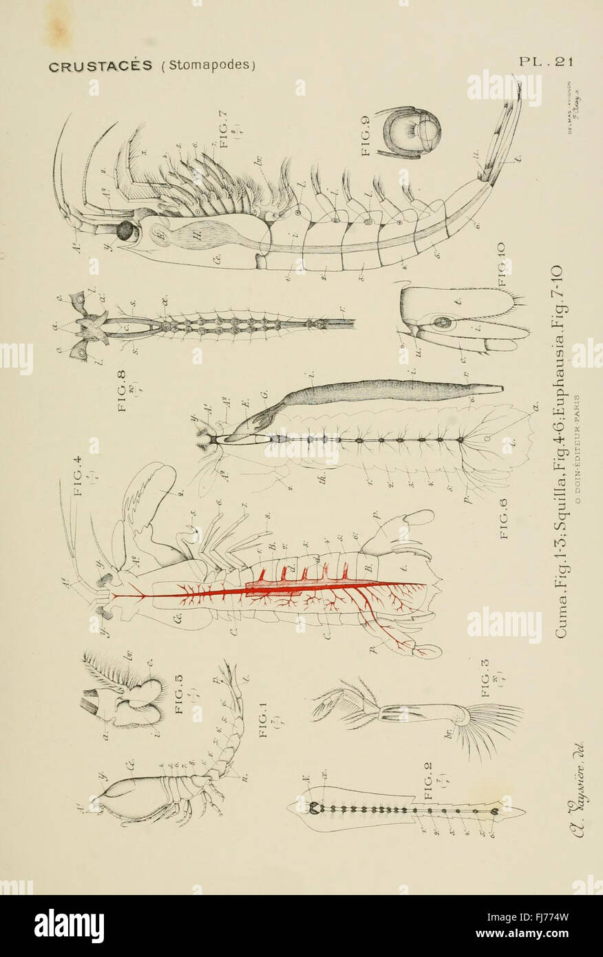 Atlas d'anatomie comparée des invertébrés (piastra 21), invertebrati, anatomia Foto Stock