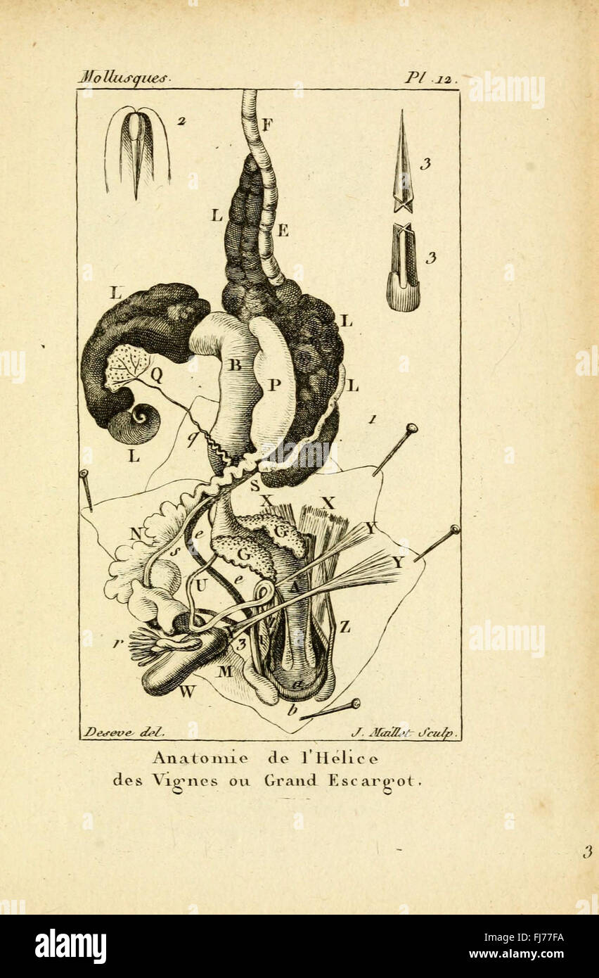 Opere pittoriche, Smithsonian Institution Libraries, Shells Foto Stock