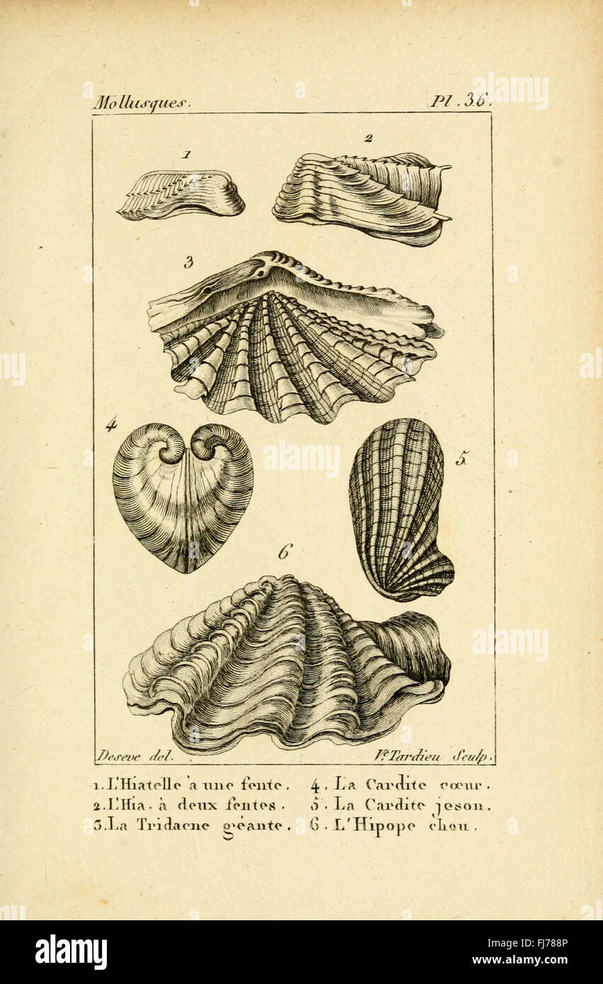 Opere pittoriche di conchiglie, Smithsonian Institution Libraries Foto Stock