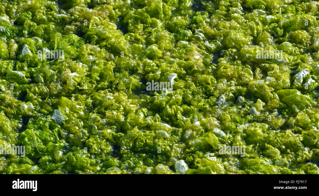 Le Alghe verdi sulla superficie dell'acqua nell'estuario marino Foto Stock
