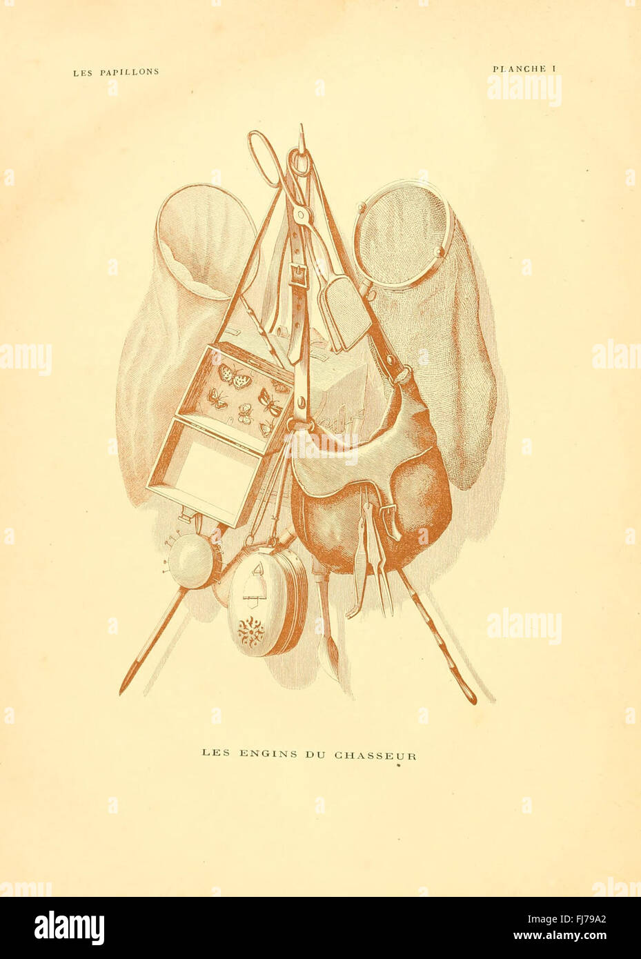 Musée entomologique illustré, Beetles, Butterflies, opere pittoriche Foto Stock