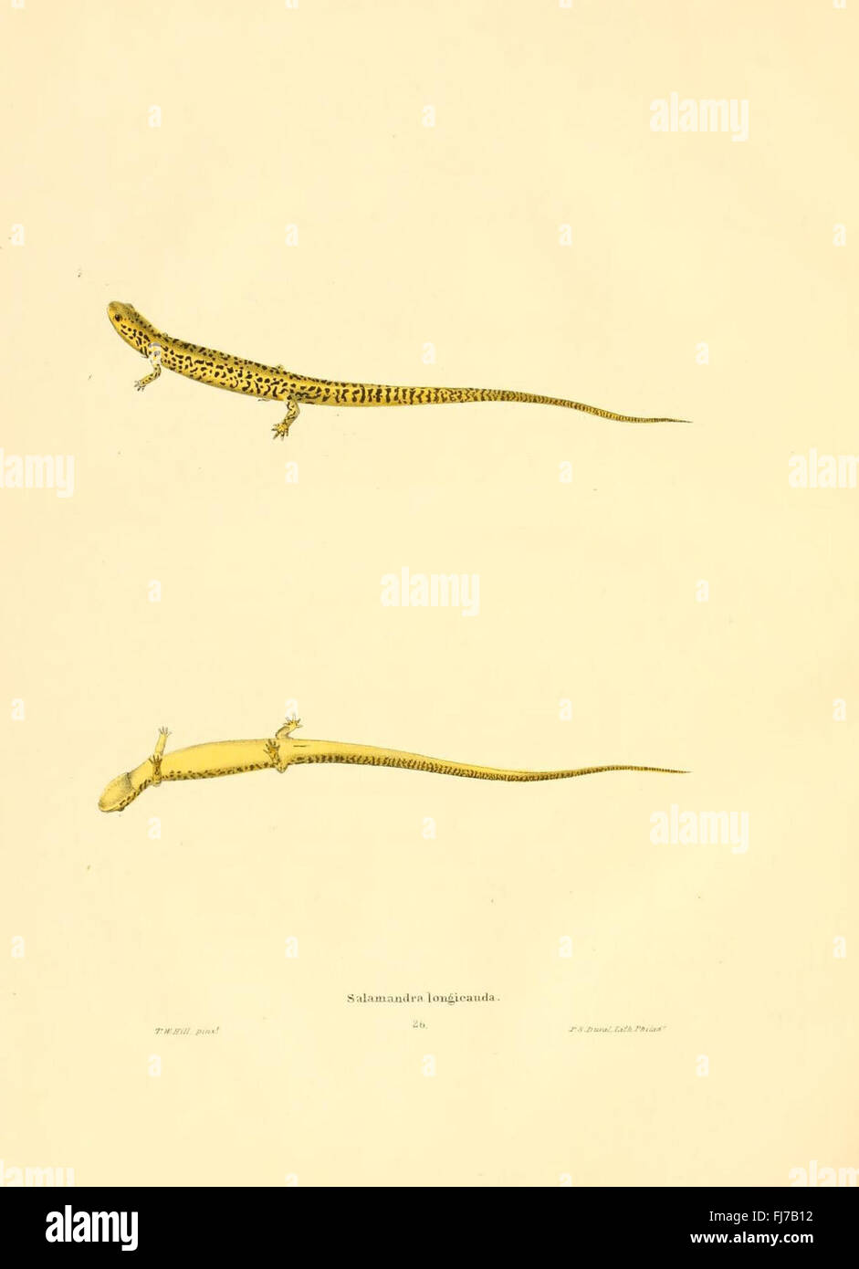 Questo studio completo copre rettili e anfibi nordamericani, concentrandosi sulla loro classificazione, evoluzione, comportamento ed ecologia. Include ricerche dettagliate sull'erpetofauna statunitense, sulle specie anfibie e sugli sforzi di conservazione, con studi sul campo sulle specie locali. Foto Stock