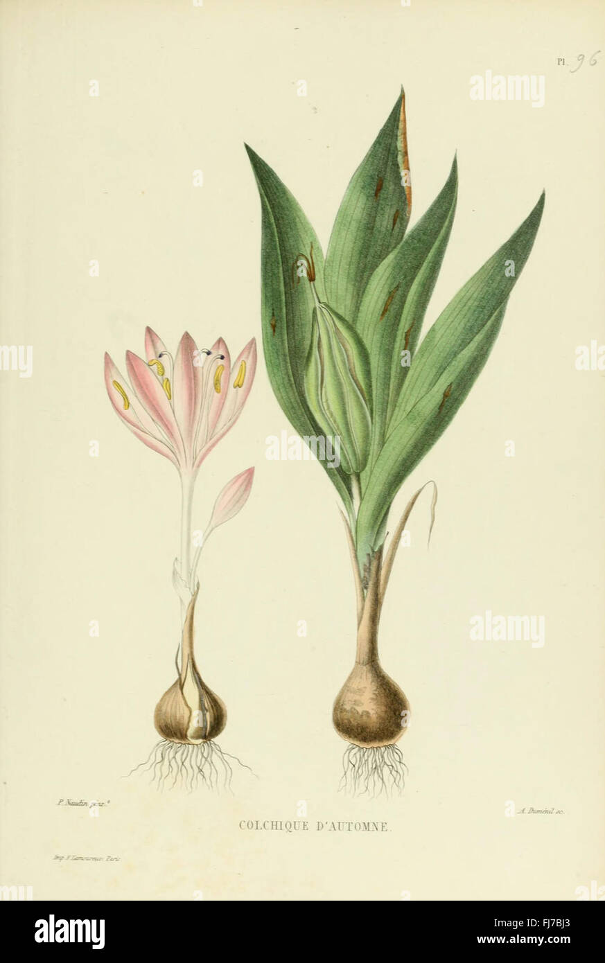 Nuova Iconografia delle piante foraggere, Gramineae, opere pittoriche Foto Stock