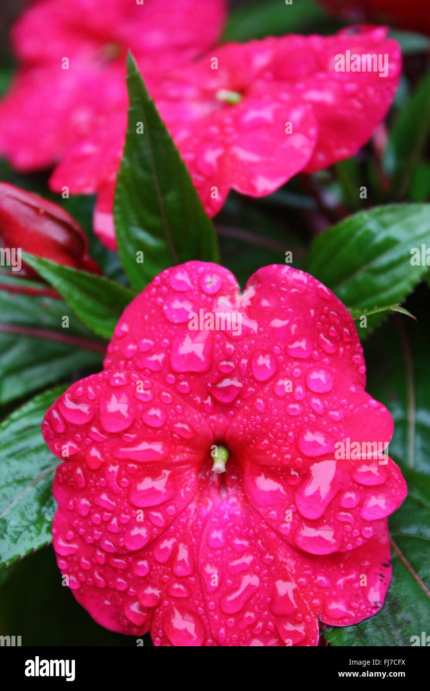 Le goccioline di acqua sulla rosa scuro impatiens fiori Foto Stock