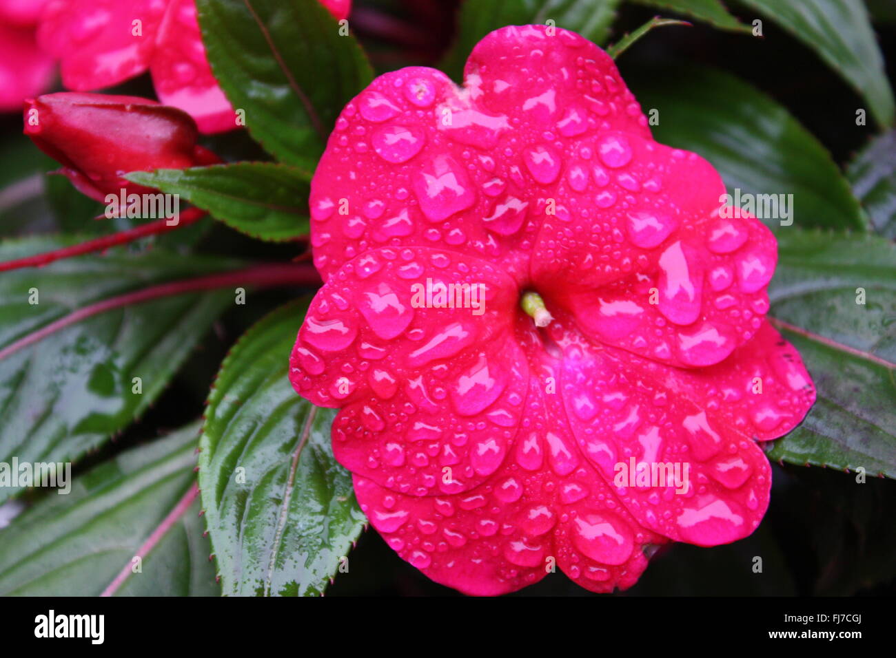 Le goccioline di acqua sulla rosa scuro impatiens fiori Foto Stock