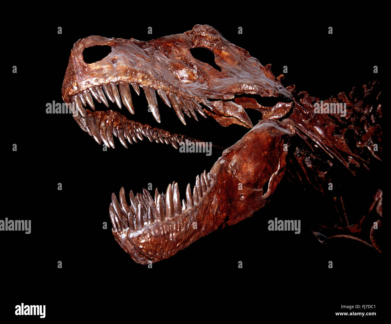 Tyrannosaurus Rex fossili di ossa del cranio Alberta Canada Foto Stock