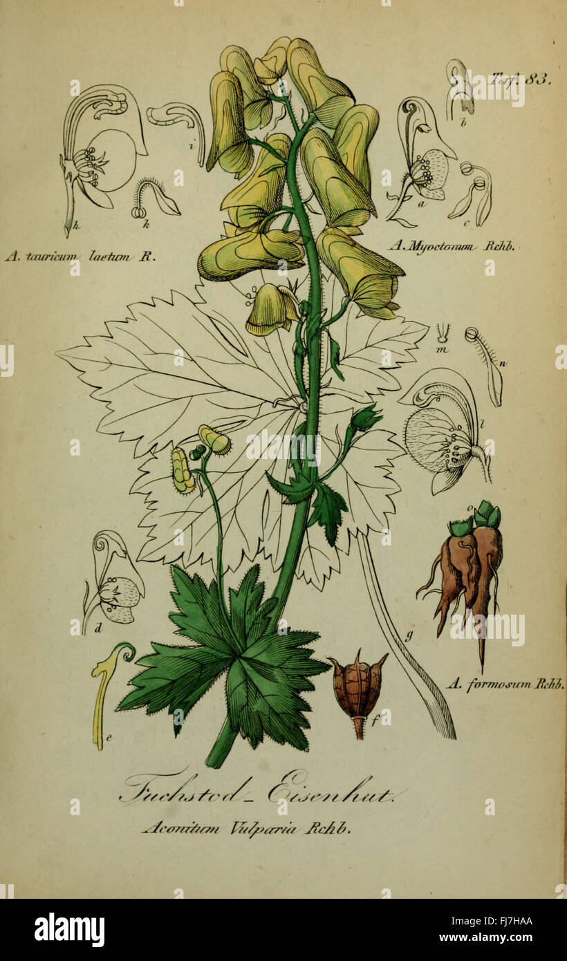 Piante velenose della Germania Foto Stock