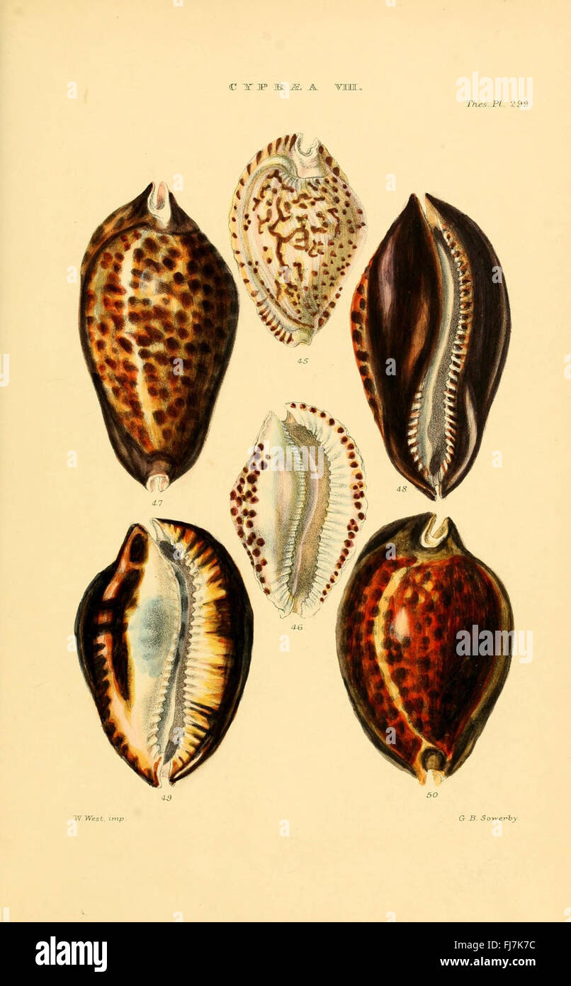 Molluschi, opere pittoriche, biblioteche Smithsonian Institution Foto Stock