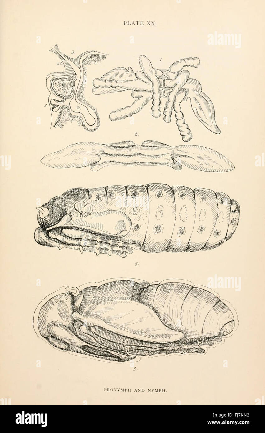 L'anatomia, la fisiologia e la morfologia e sviluppo del blow-fly (Calliphora erythrocephala) piastra (XX) Foto Stock