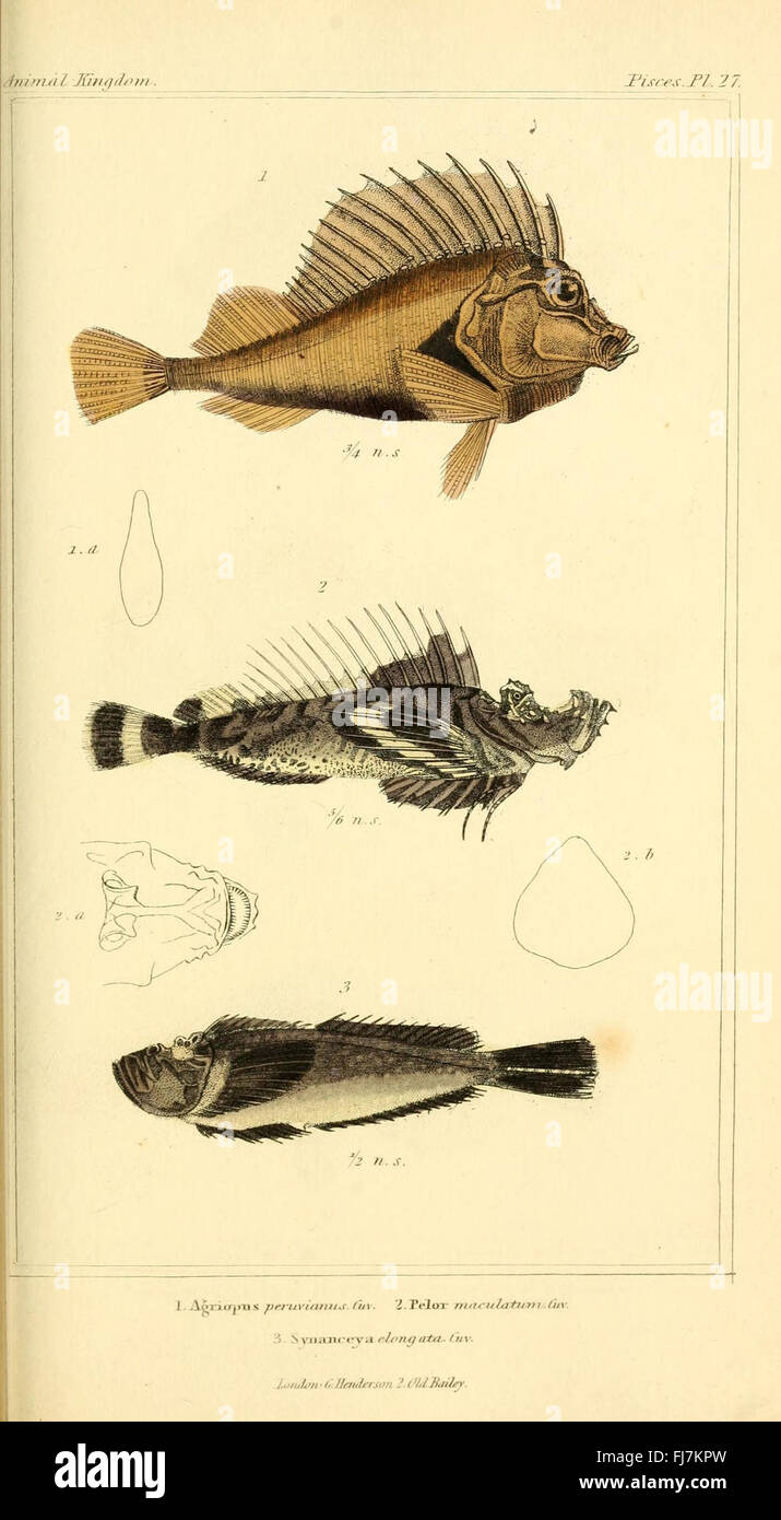 Un testo fondamentale sulla classificazione e l'organizzazione del regno animale, che funge da riferimento per gli studi di storia naturale e la classificazione biologica. Foto Stock