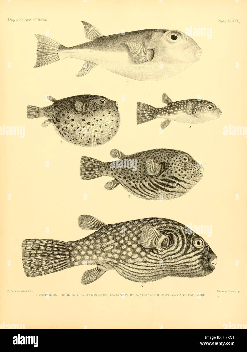 Uno studio completo sulle specie ittiche marine trovate in India, Bengala e nel Golfo di Birmania, che mostra diversi ecosistemi acquatici. Foto Stock