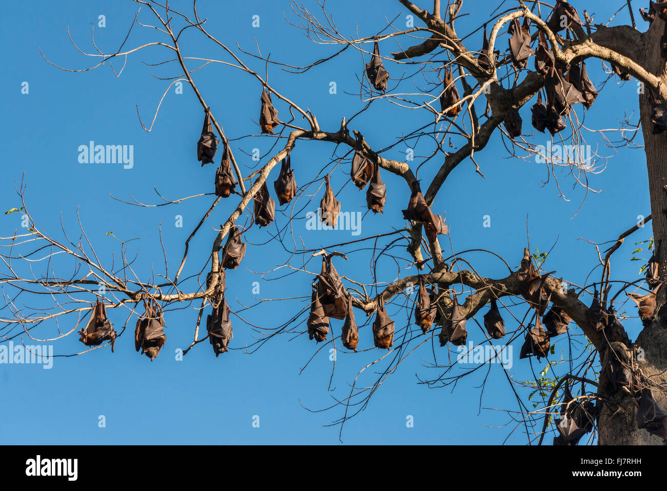 Little Red volpi volanti sono ' appollaiati in cluster - a volte fino a 30 hanno visto appeso insieme in un mazzetto a tenuta. Il peso o Foto Stock