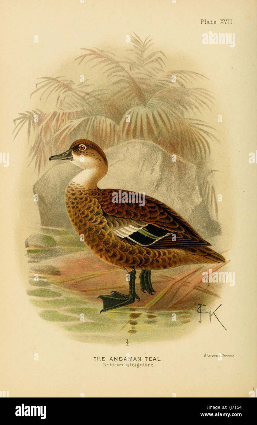 Indian Ducks and Allies, Ducks, Game Birds, India, Pictorial Works, Ornithology, Smithsonian Libraries Foto Stock