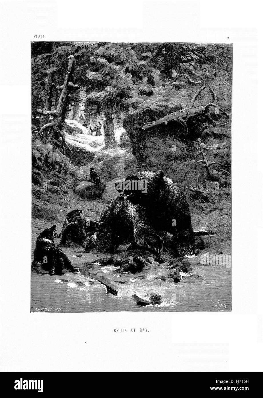 Un'illustrazione tratta da "la vita e le abitudini degli animali selvatici", raffigurante i comportamenti e le caratteristiche di varie specie animali. Foto Stock