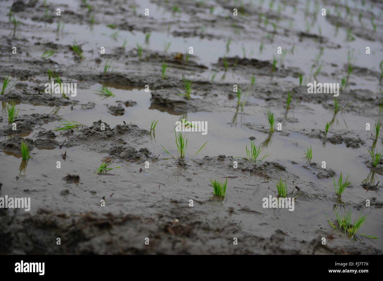 Righe di risone,verde giovane righe di risone in Taiwan Foto Stock