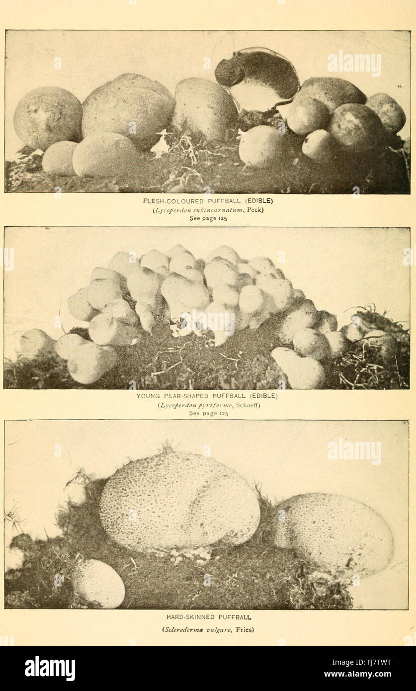 Il libro di funghi Foto Stock