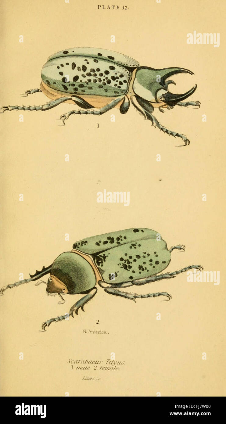La storia naturale di coleotteri (piastra 12) Foto Stock