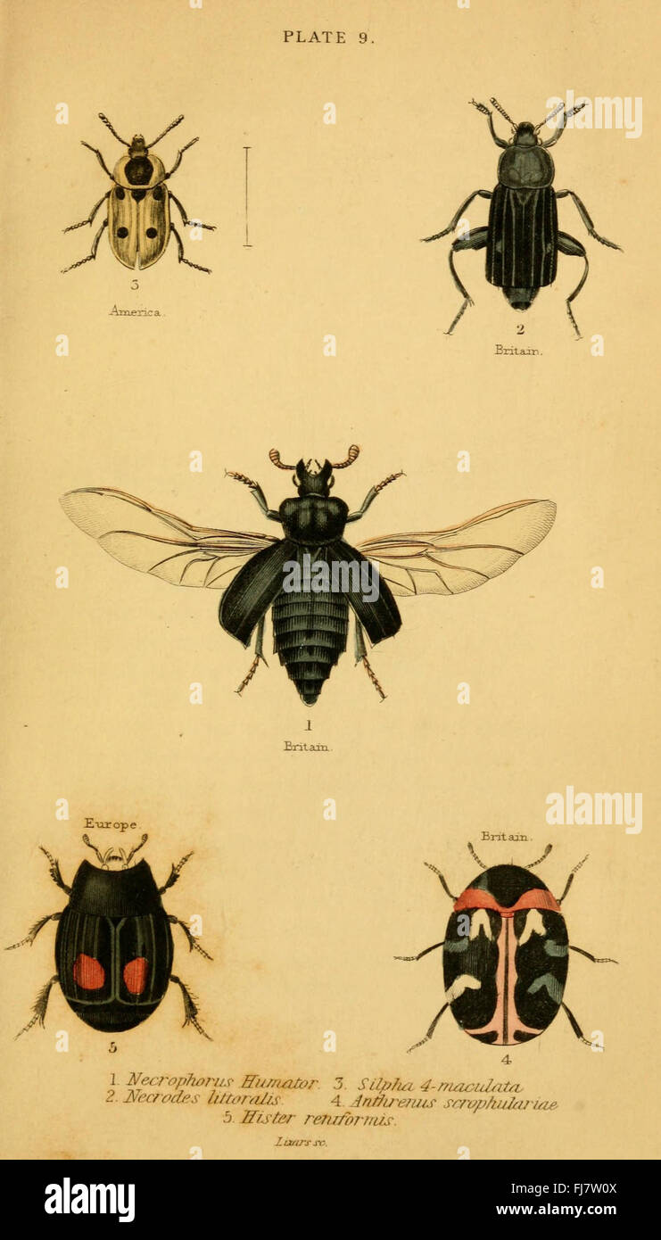 La storia naturale degli scarabei (placca 9): Un'esplorazione della storia naturale degli scarabei, comprese illustrazioni dettagliate e descrizioni di varie specie e del loro significato ecologico. Foto Stock