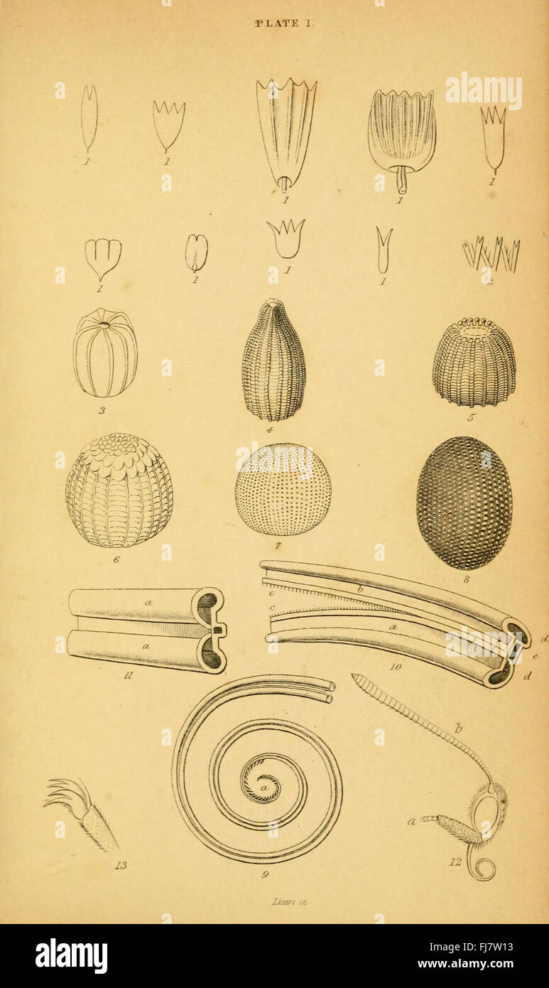 Un'illustrazione storica delle farfalle britanniche, creata da Abraham Gottlob Werner tra il 1749 e il 1817, che mette in evidenza la storia naturale delle farfalle britanniche Foto Stock