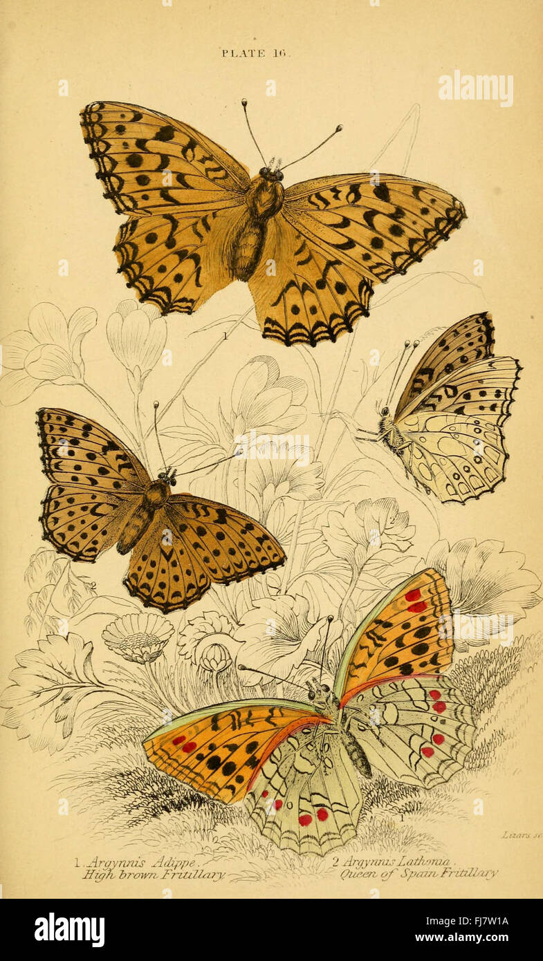 La storia naturale delle farfalle britanniche (placca 16), 1749-1817, Abraham Gottlob, Butterflies, Gran Bretagna, opere pittoriche, Werner Foto Stock