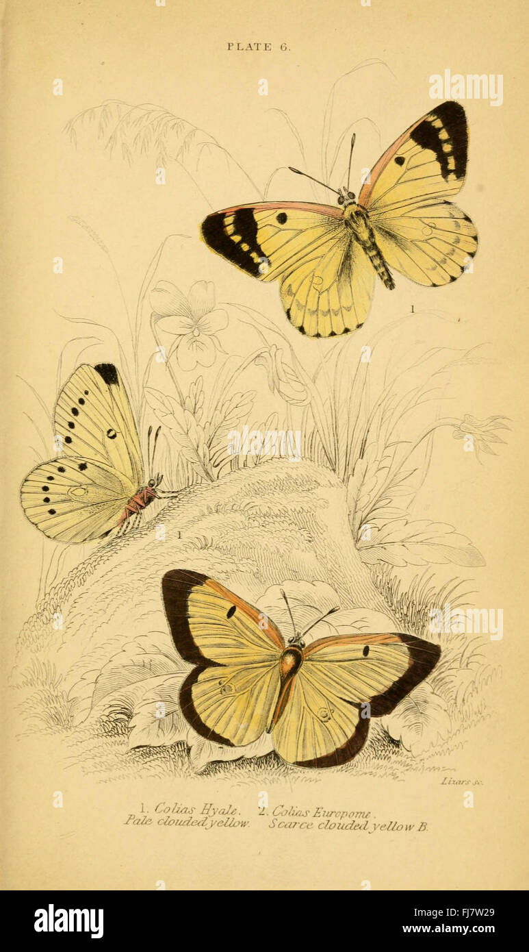 Un'illustrazione di farfalle britanniche dalla collezione di storia naturale del 1749-1817 di Abraham Gottlob Werner. Foto Stock