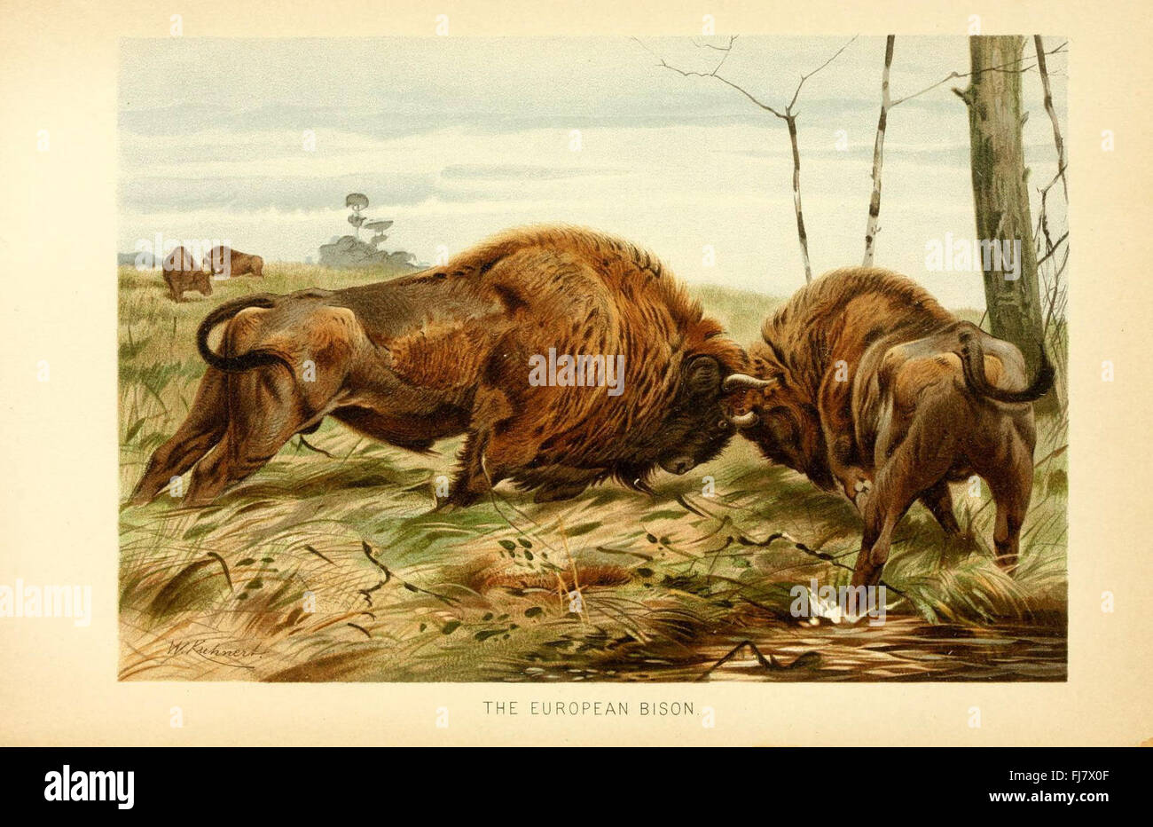 La storia naturale reale, opere pittoriche Foto Stock