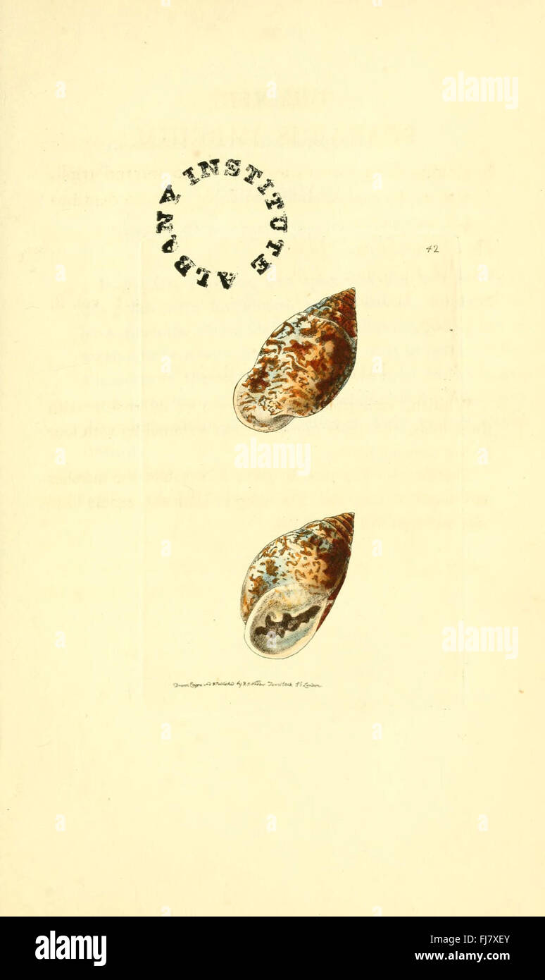 La miscellanea zoologica, le opere pittoriche, la Zoologia Foto Stock