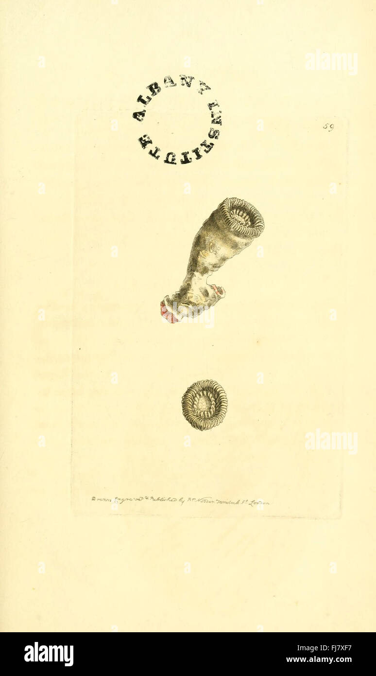 La miscellanea zoologica, le opere pittoriche, la Zoologia Foto Stock