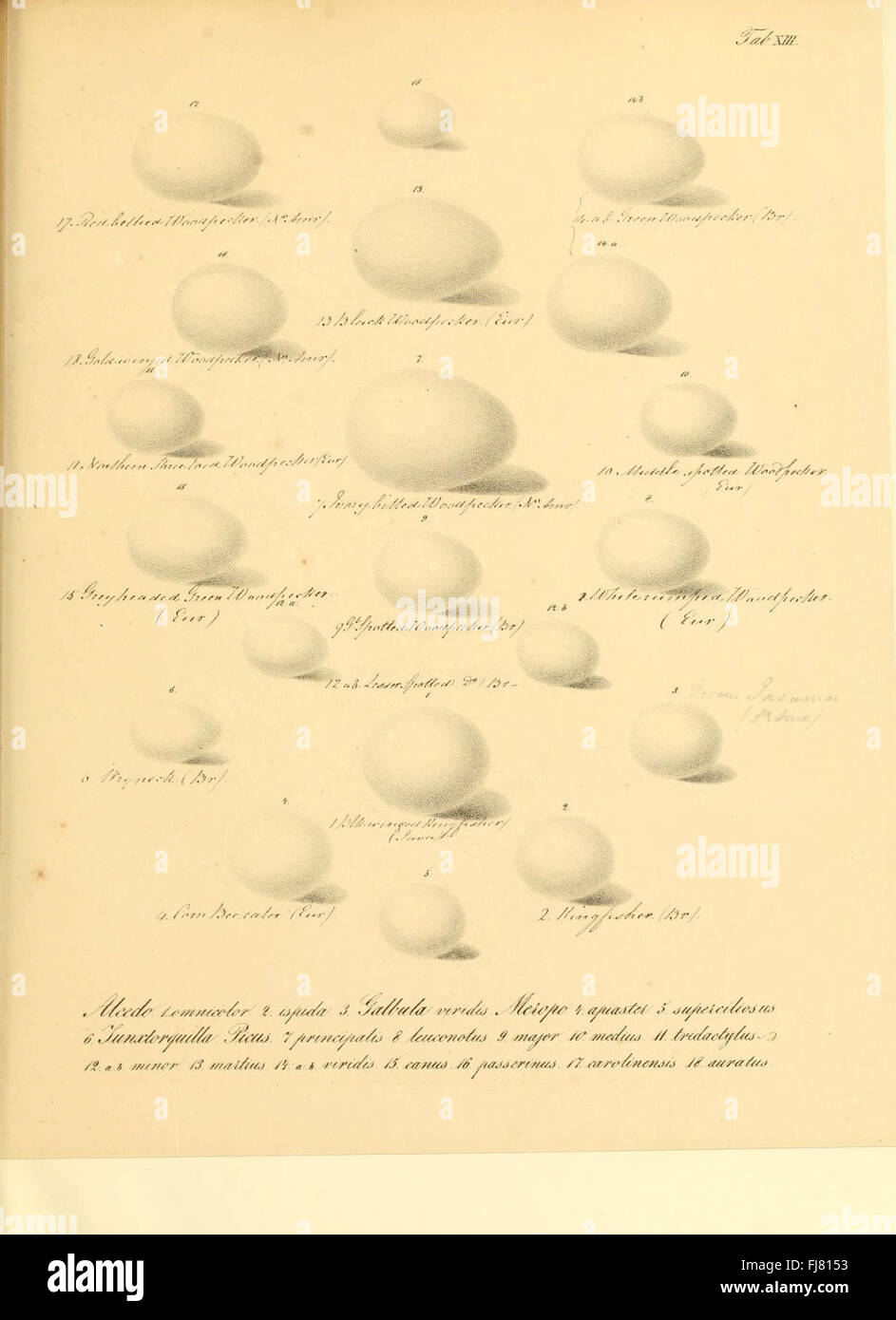 Uccelli uova riproduzione di opere pittoriche Foto Stock