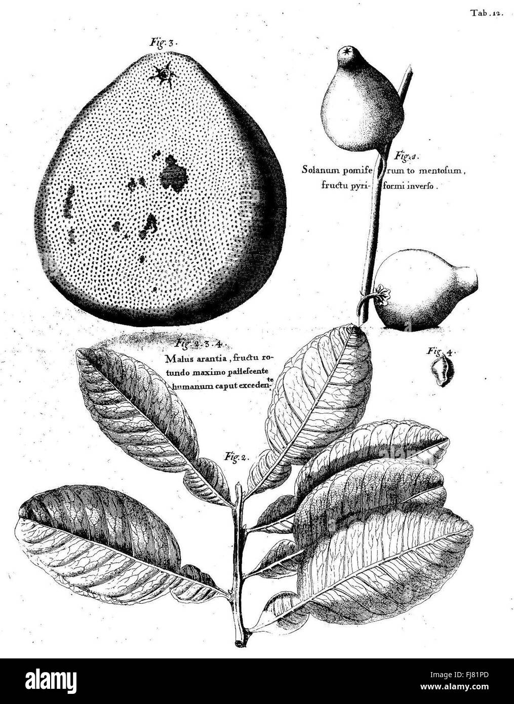 A Voyage to the Islands Madera, Barbados, Nieves, S. Christophers e Giamaica, 1707 Foto Stock