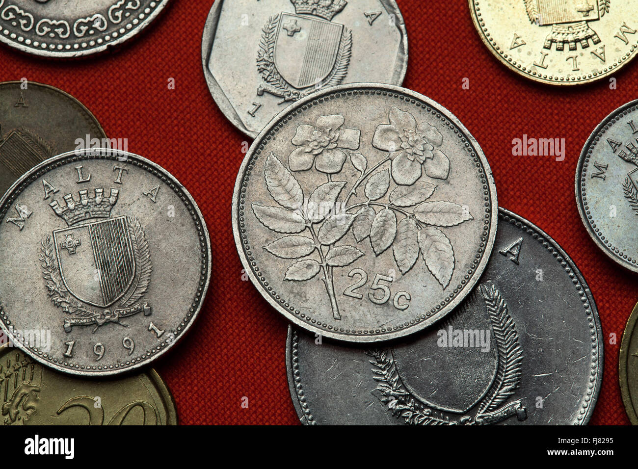 Monete di Malta. Evergreen rosa (Rosa sempervirens) rappresentata nel Maltese 25 centesimi moneta. Foto Stock