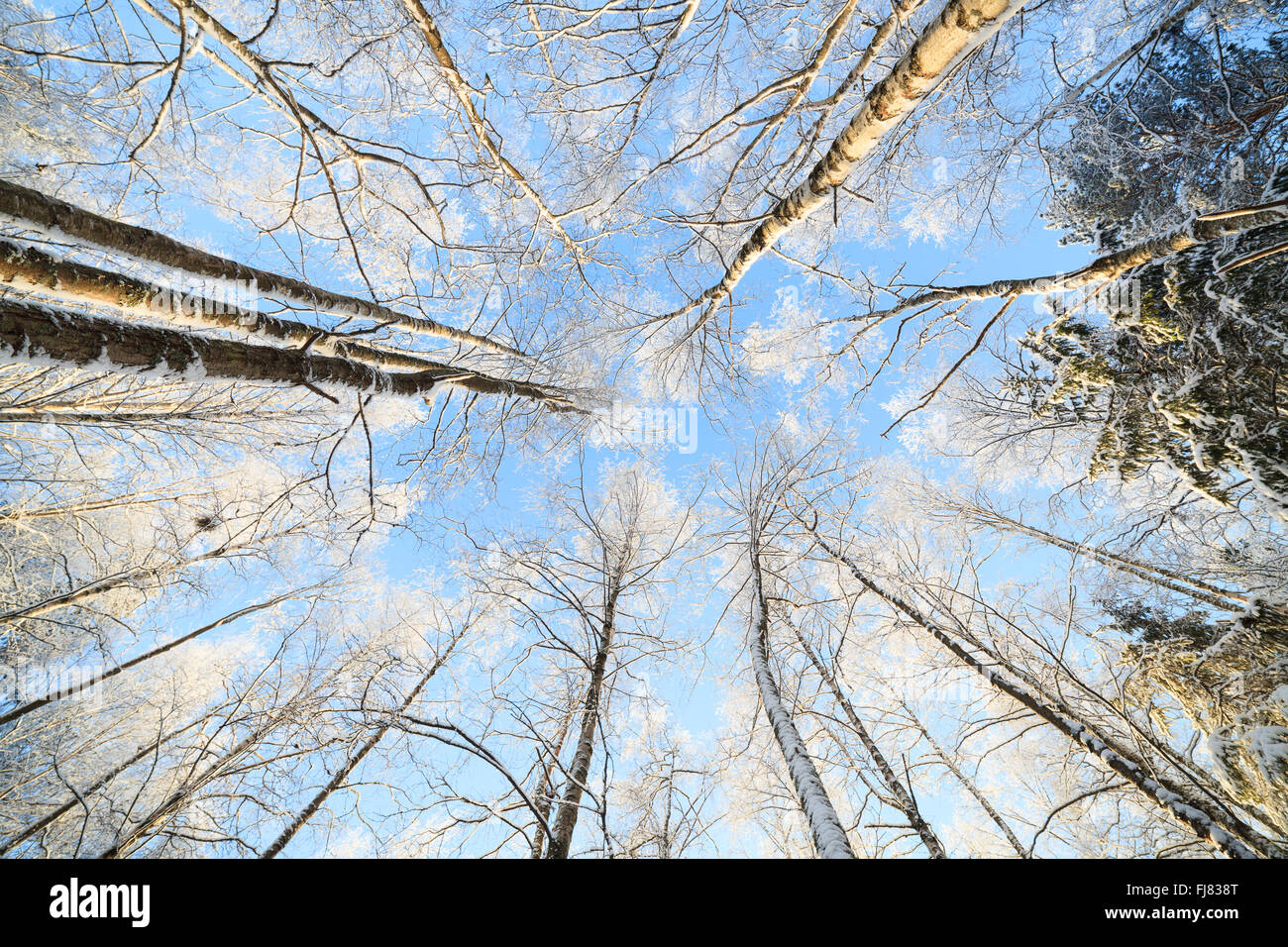 Coperta di neve tree vista prospettica guardando in alto Foto Stock