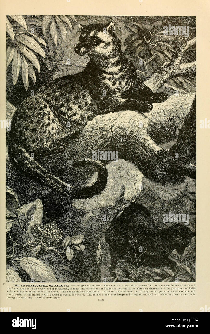 Brehm Life of Animals, American Museum of Natural History Library Animal Behavior Mammals Foto Stock