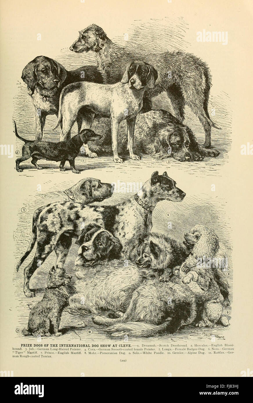La vita degli animali di Brehm, l'American Museum of Natural History Library, il comportamento degli animali, i mammiferi Foto Stock
