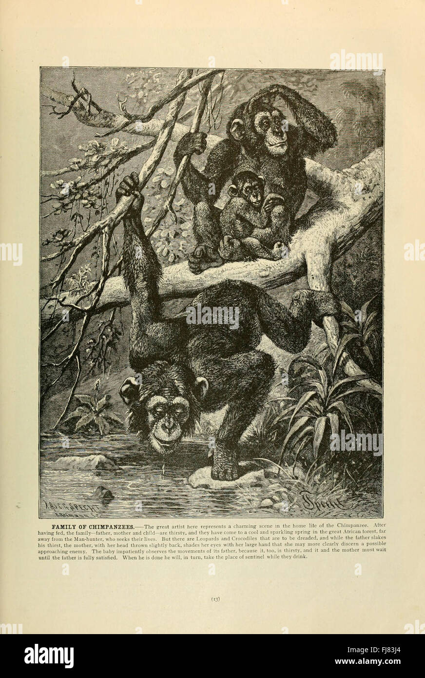 La vita degli animali di Brehm (pagina 13) Foto Stock