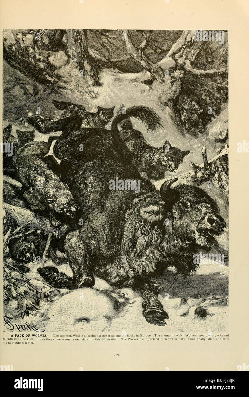 Un dettagliato testo zoologico di Brehm, incentrato sulla vita, il comportamento e le caratteristiche di varie specie animali, con un'enfasi sugli studi sui mammiferi e sulla storia naturale. Foto Stock