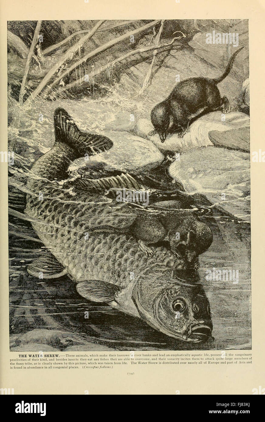 Brehm's Life of Animals (pagina 301), American Museum of Natural History Library Animal Behavior Mammals Foto Stock