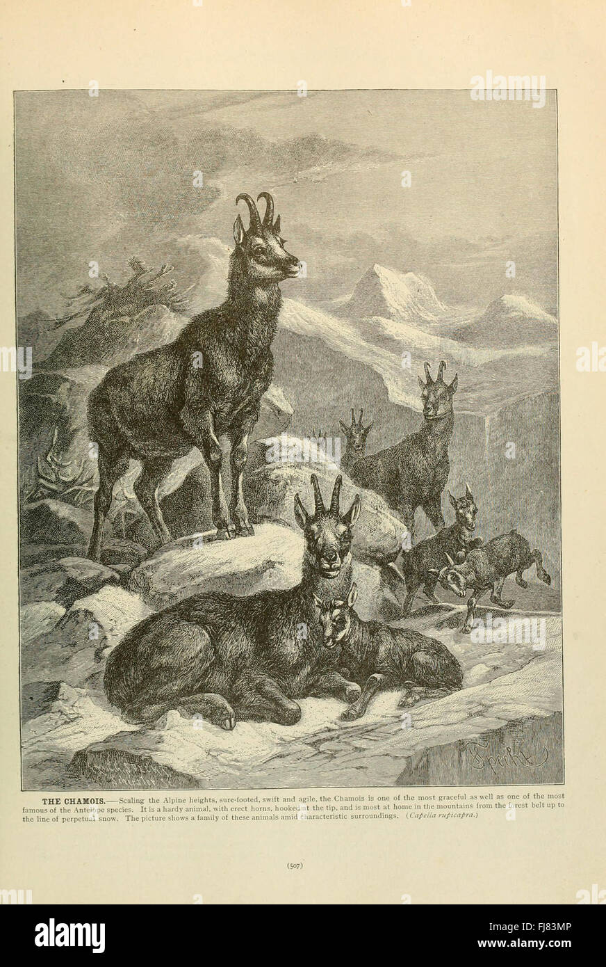 Un estratto di "Brehm's Life of Animals", incentrato sul comportamento animale e la vita dei mammiferi, pagina 507 Foto Stock