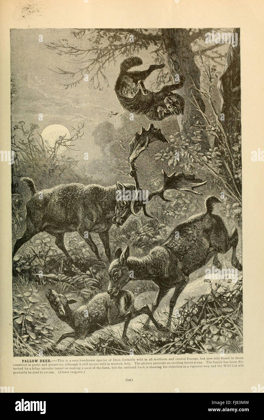 Brehm's Life of Animals (pagina 525), American Museum of Natural History Library, Animal Behavior, mammiferi Foto Stock