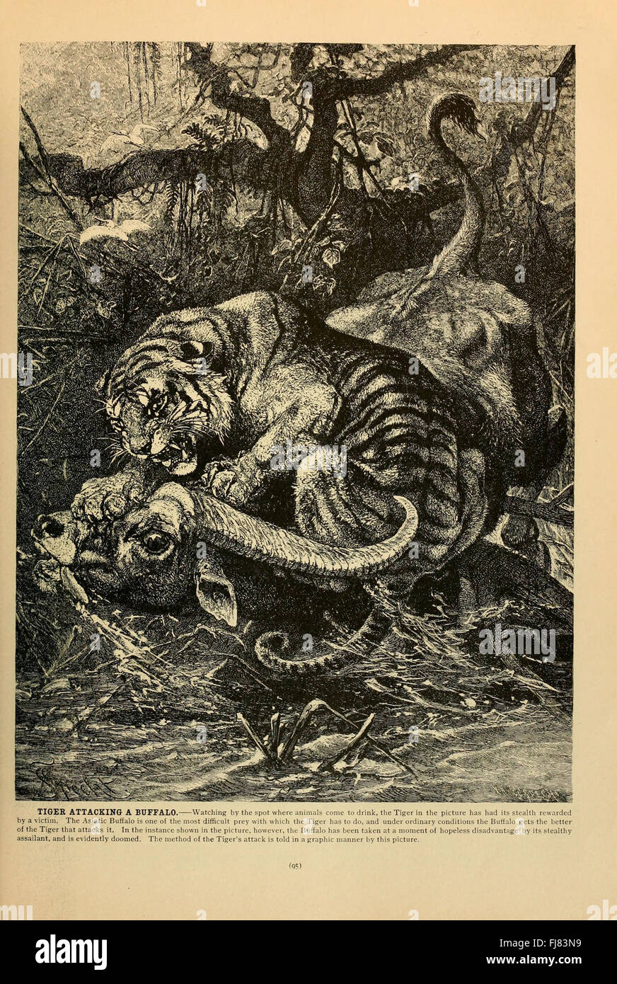 Brehm's Life of Animals (pagina 95), American Museum of Natural History Library Animal Behavior Mammals Foto Stock