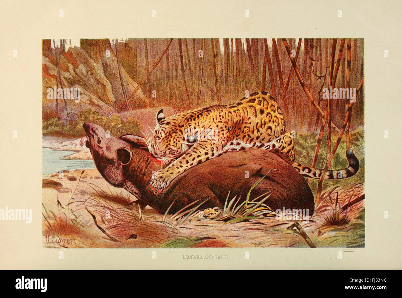 La vita degli animali di Brehm, la placca, i mammiferi, il comportamento degli animali Foto Stock