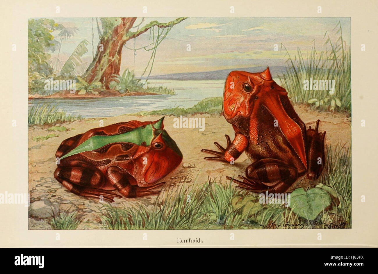 La vita degli animali di Brehm (Plate - Horned Frog) - Un'illustrazione zoologica e uno studio della rana corna, parte della famosa serie di comportamenti animali di Brehm. Foto Stock