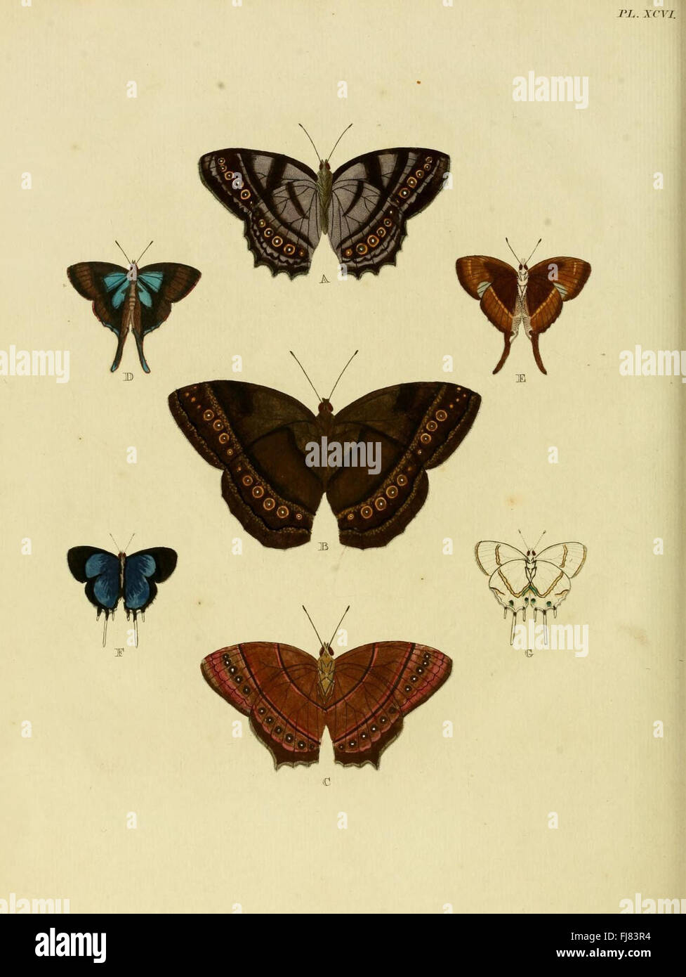 Catalogo di Lepidotteri opere pittoriche del Suriname Foto Stock