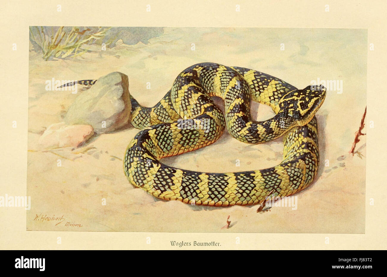 Brehms Tierleben (Plate- Waglers Baumotter): Un lavoro sul comportamento degli animali di Brehm, che presenta un'illustrazione dettagliata della vipera fossa di Wagler, concentrandosi sul comportamento dei rettili e anfibi, sulla classificazione e sugli studi zoologici. Foto Stock